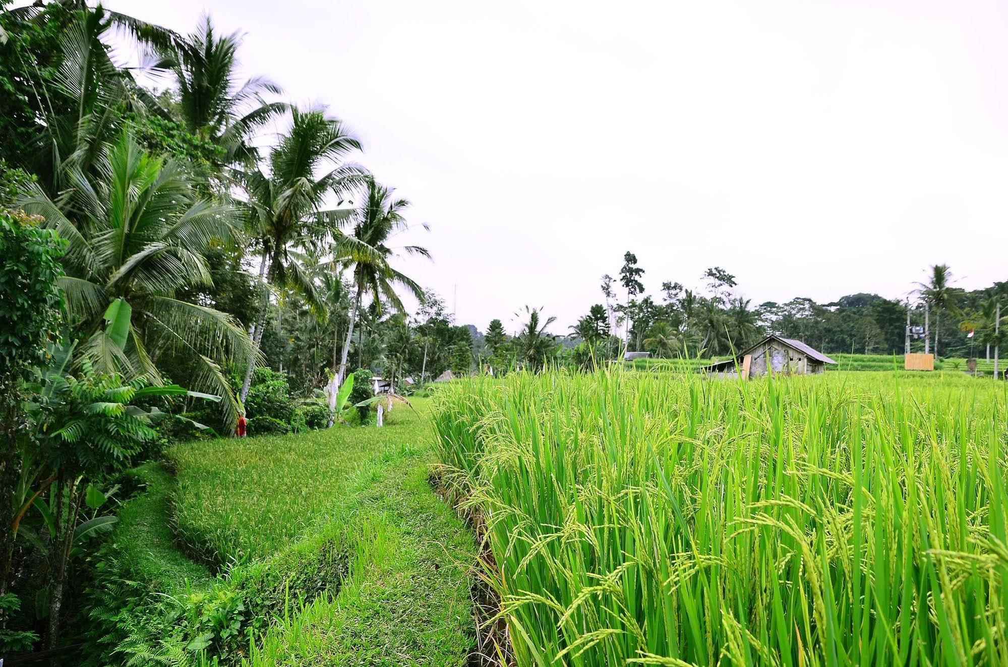 Ubud Sawah Scenery Villa And Homestay Tegallalang  Extérieur photo