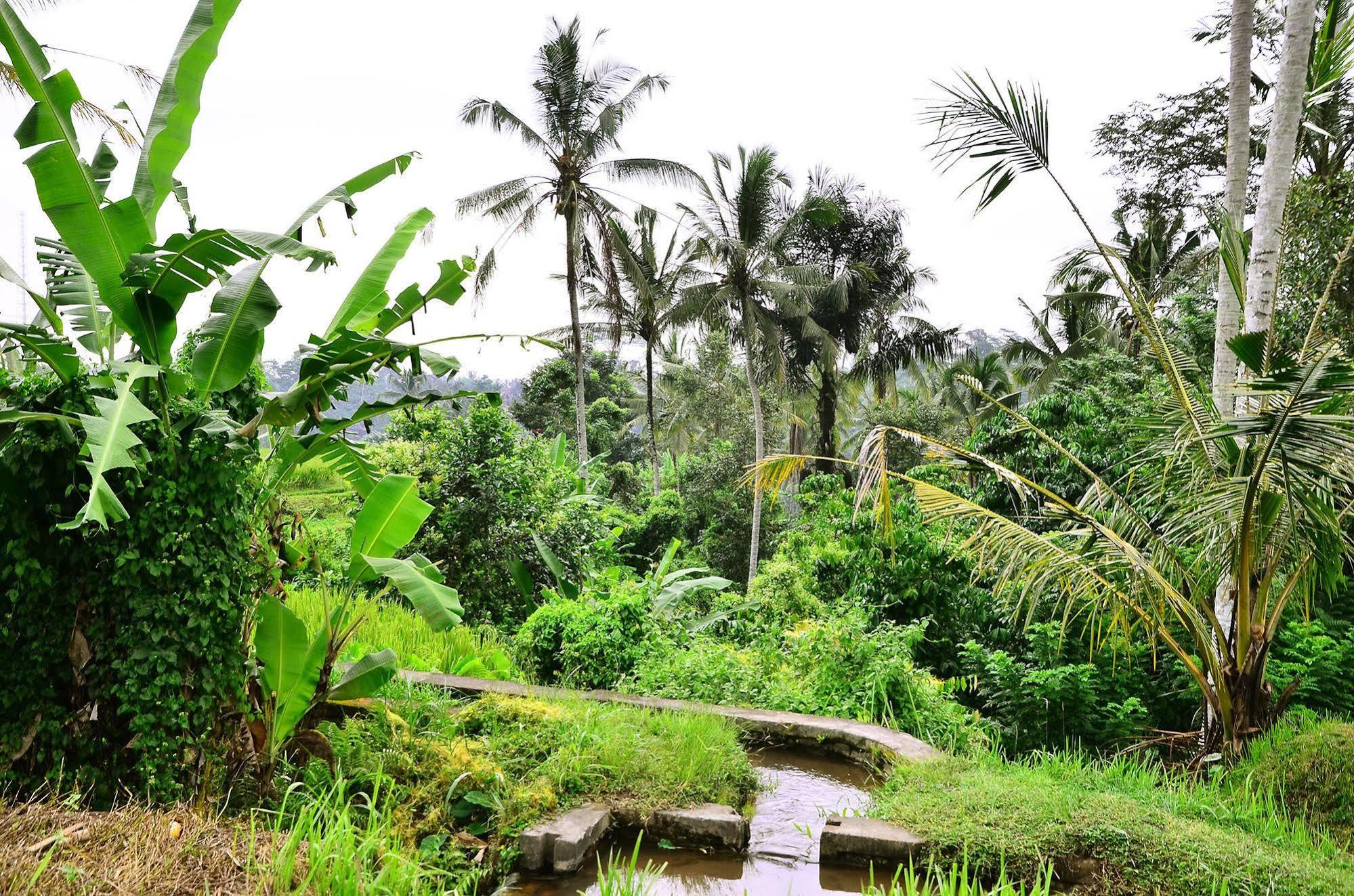 Ubud Sawah Scenery Villa And Homestay Tegallalang  Extérieur photo