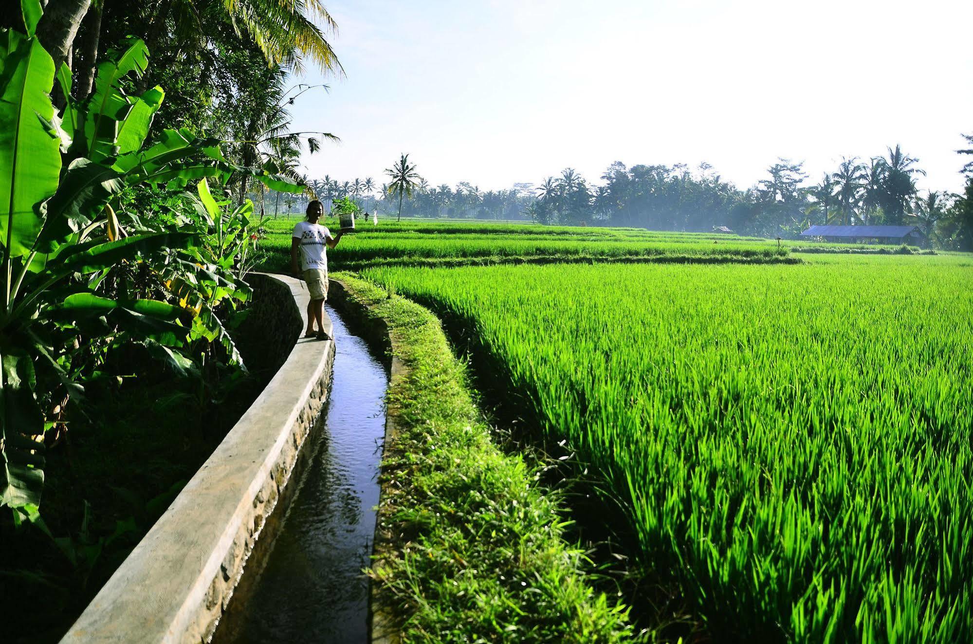 Ubud Sawah Scenery Villa And Homestay Tegallalang  Extérieur photo